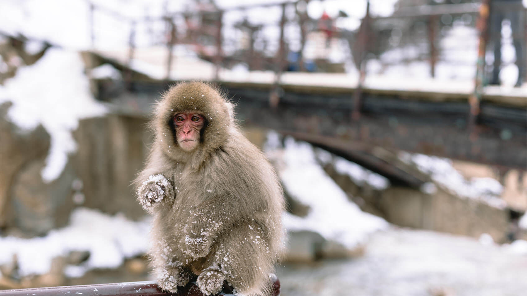 japan-myoko-snowmonkey